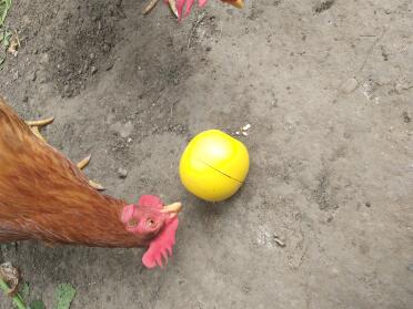 Chicken toys are fun!
