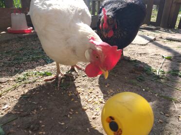 Chickens love having toys to play with!