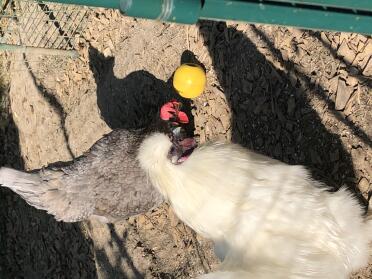 Chickens in run