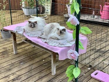 Make a haven for your cats inside a walk in run!