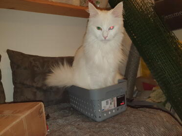 Cats are so interesting