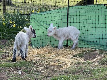 Keep the lambs out of the wind 