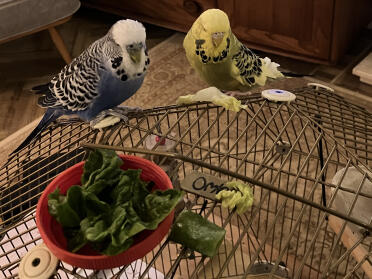 Kiko et lady buster limes profitent d'un dîner romantique de la saint-valentin.
