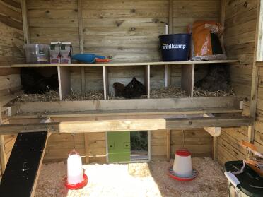 Chickens need to relax too