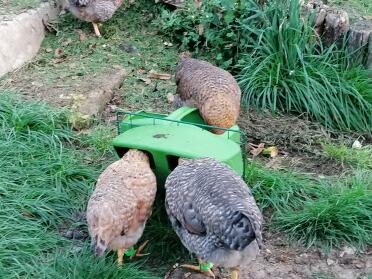 A convenient way to place your feeder and drinker wherever you would like