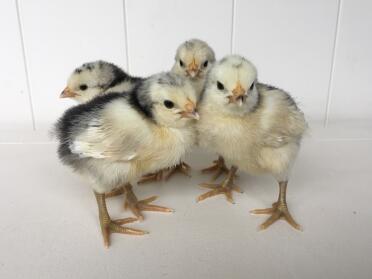 These Lakenvelder chicks are only a week old!