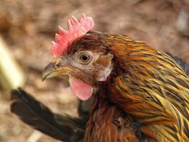A brown legbar chicken.