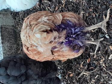 Oueny is on trend in purple!