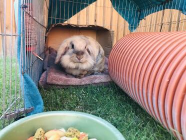 Lionhead bunnies make great pets!