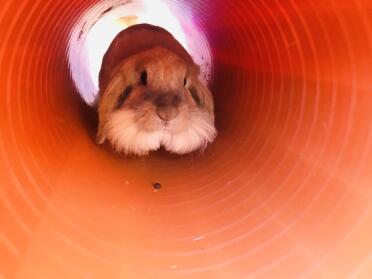 Lionhead rabbits are such a gorgeous breed!