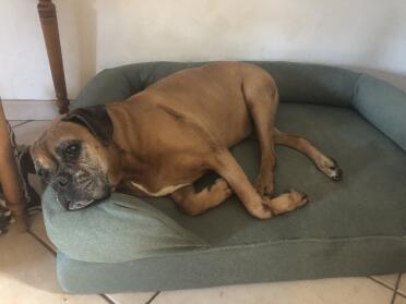 Dog sleeping on bed