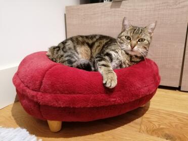 Such a comfortable spot