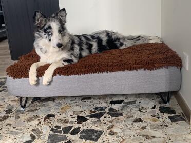 Space for dogs that like to stretch