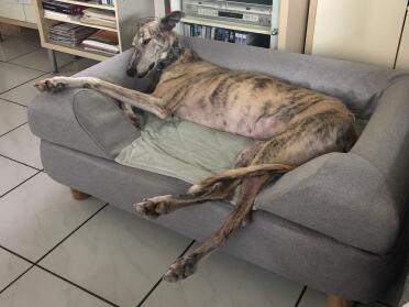 Pelusa relaxing in her comfortable bed