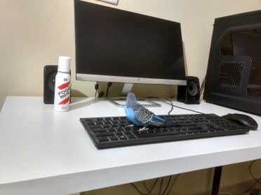 Looking at the monitor : )