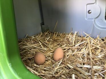 Get ready to collect your eggs!