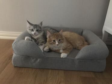 Lucas and elmo