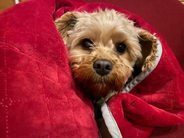 Is it christmas yet!? pip snug as a bug in a christmas themed rug. 