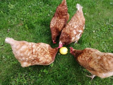 The ladies enjoying their toy