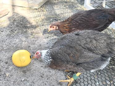 Chickens love to have toys to play with.
