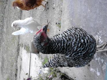 3 month old marans geraldine