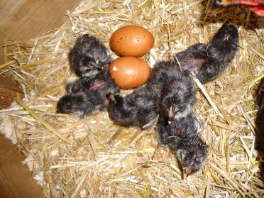Copper black maran chicks hatching 