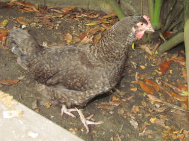 A maran hen.