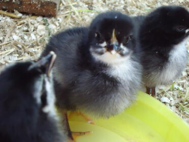 Little copper black maran sitting in her water bowl 