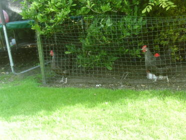 Maran hens