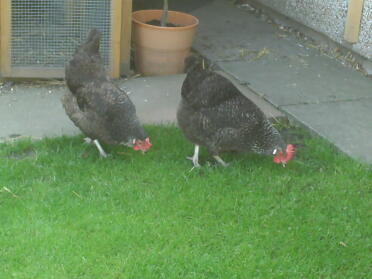 Maran hens