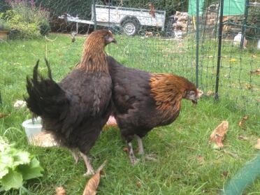 Giovani galline marane il giorno del loro arrivo