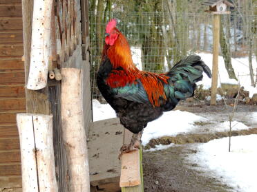 Hahn (Marans)