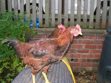 Doris and Boris-Marigold
She is the one at the front