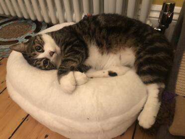 Alice loves her new marshmallow bed 