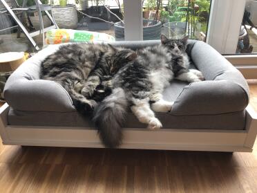Two cats lying on an Omlet bolster cat bed.