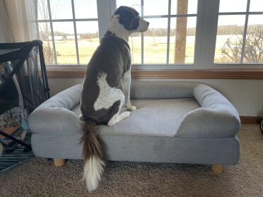 Jake approved! he’s a 50# 12.5 year old gentleman with arthritis. he can often be found relaxing on his bed.