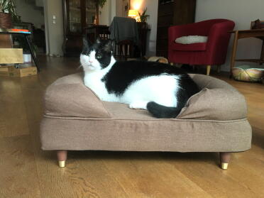 Cats enjoy the memory foam mattress