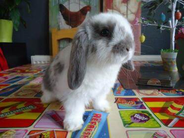 farfalla rotta