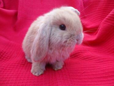 A pretty mini lop rabbit.