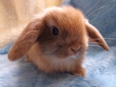 Harlekin Mini Lop