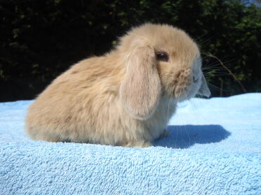 lila torte buck zucht von dk mini lops