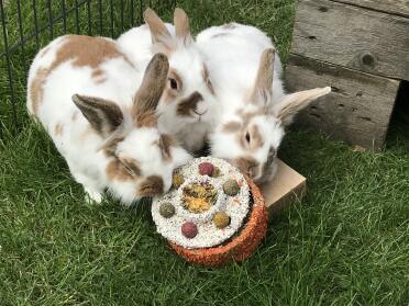 Arlo, spot and angels 2nd birthday 
