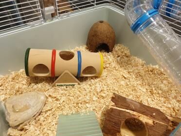 Hamsters love to have plenty of toys to play with!