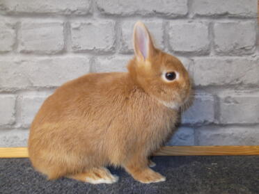 Niederländischer Zwerg Hoher Rufus