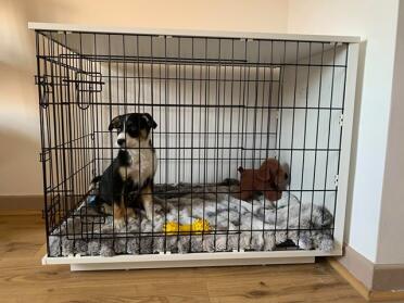Dog in Omlet Fido Studio Dog Crate Furniture