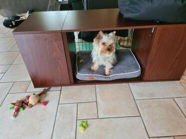 What a happy home for a pup!
