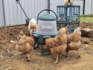 Our girls love the new feeder! 