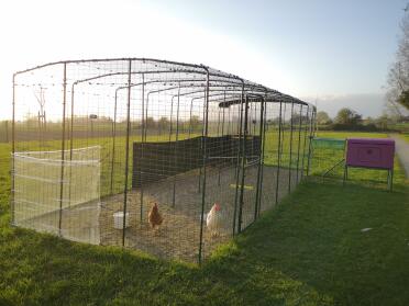 Our chickens enjoy their new predator-proof enclosure 
