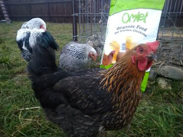 Chickens with Omlet organic chicken feed