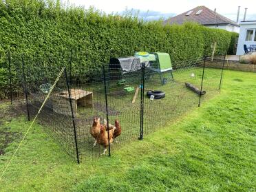 Happy chicks 